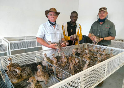 Karoo Livestock Export Ostriches