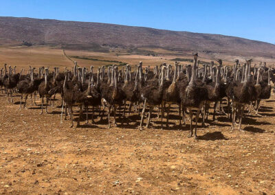 Karoo Livestock Export Ostriches