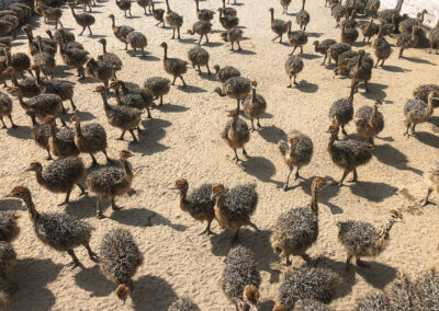 Karoo Livestock Export Ostriches
