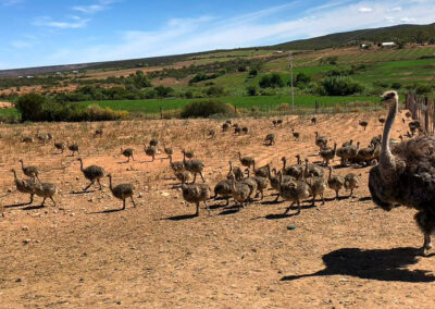 Karoo Livestock Export Ostriches