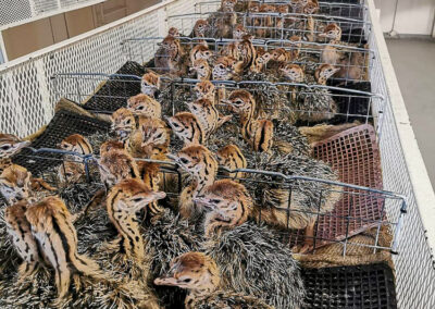 Karoo Livestock Export Ostriches