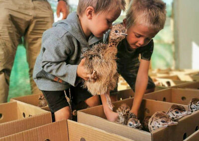 Karoo Livestock Export Ostriches