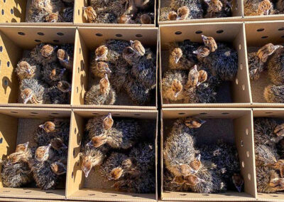 Karoo Livestock Export Ostriches