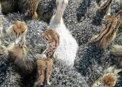 Karoo Livestock Export Ostriches