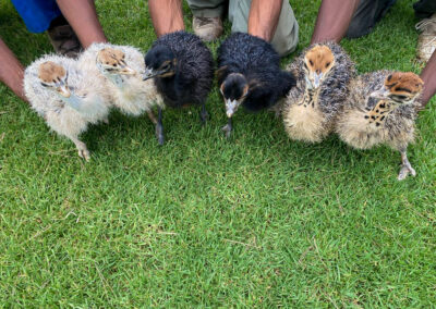 Karoo Livestock Export Ostriches