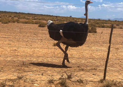 Karoo Livestock Export Ostriches